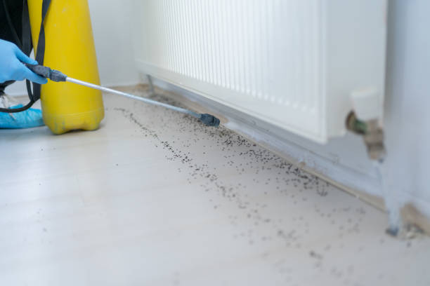 Best Affordable Pest Control Services  in Melbourne Beach, FL
